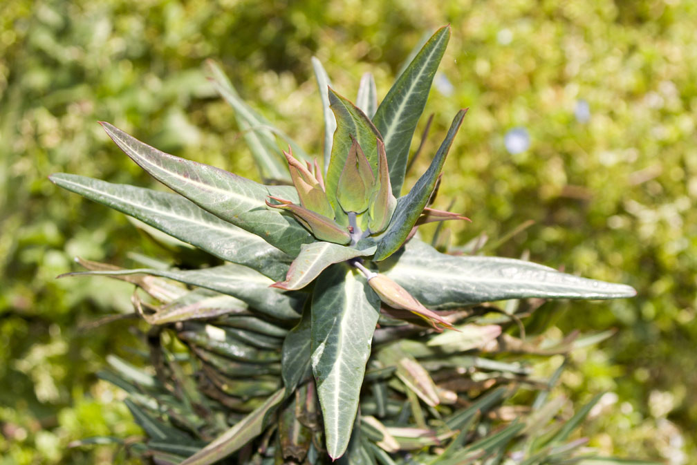 Euphorbia lathyris / Euforbia catapuzia